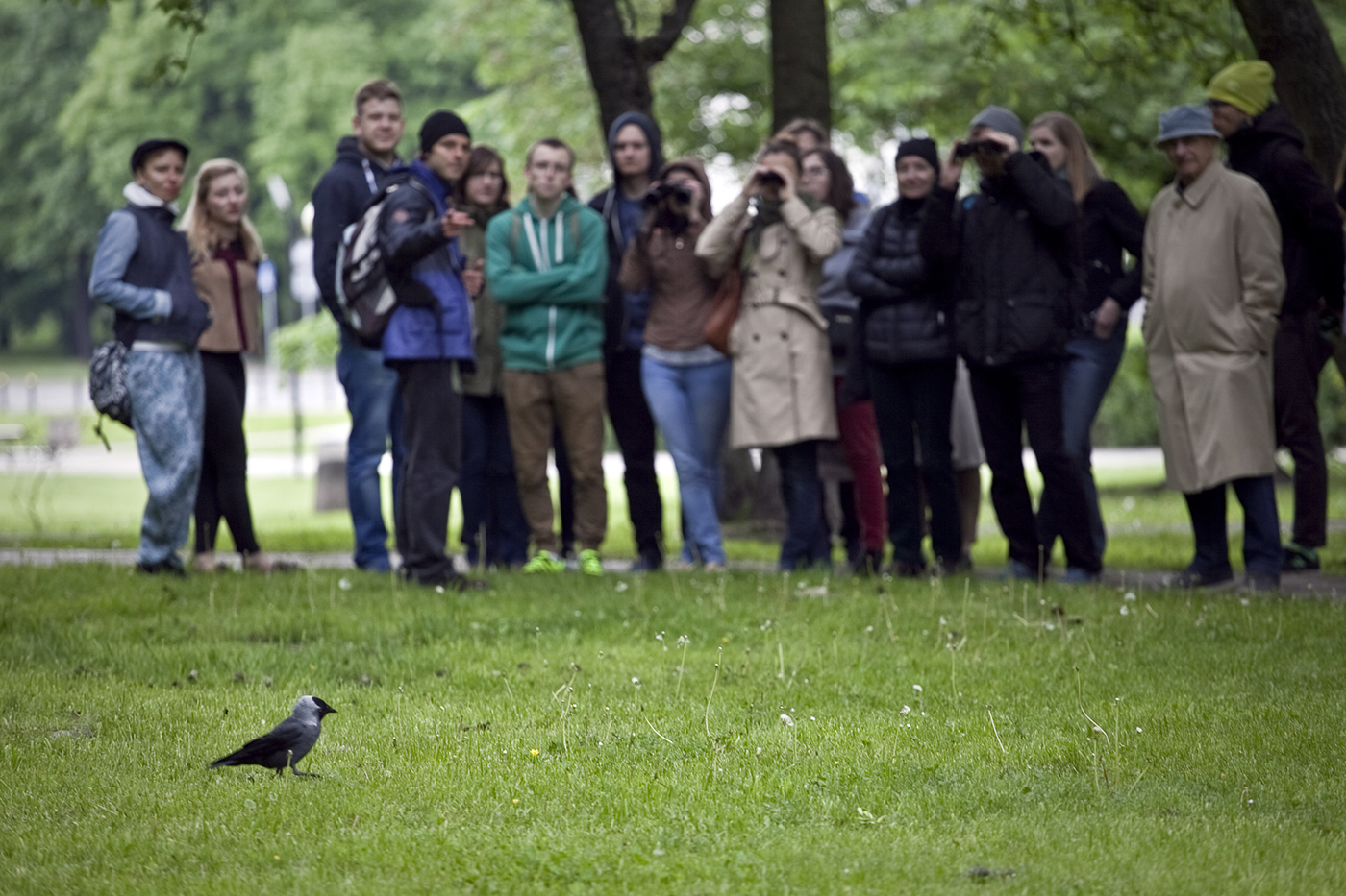 Wrona spaceruje po trawniku. Ptak jest obserwowany przez stojącą w oddali grupę osób w różnym wieku.