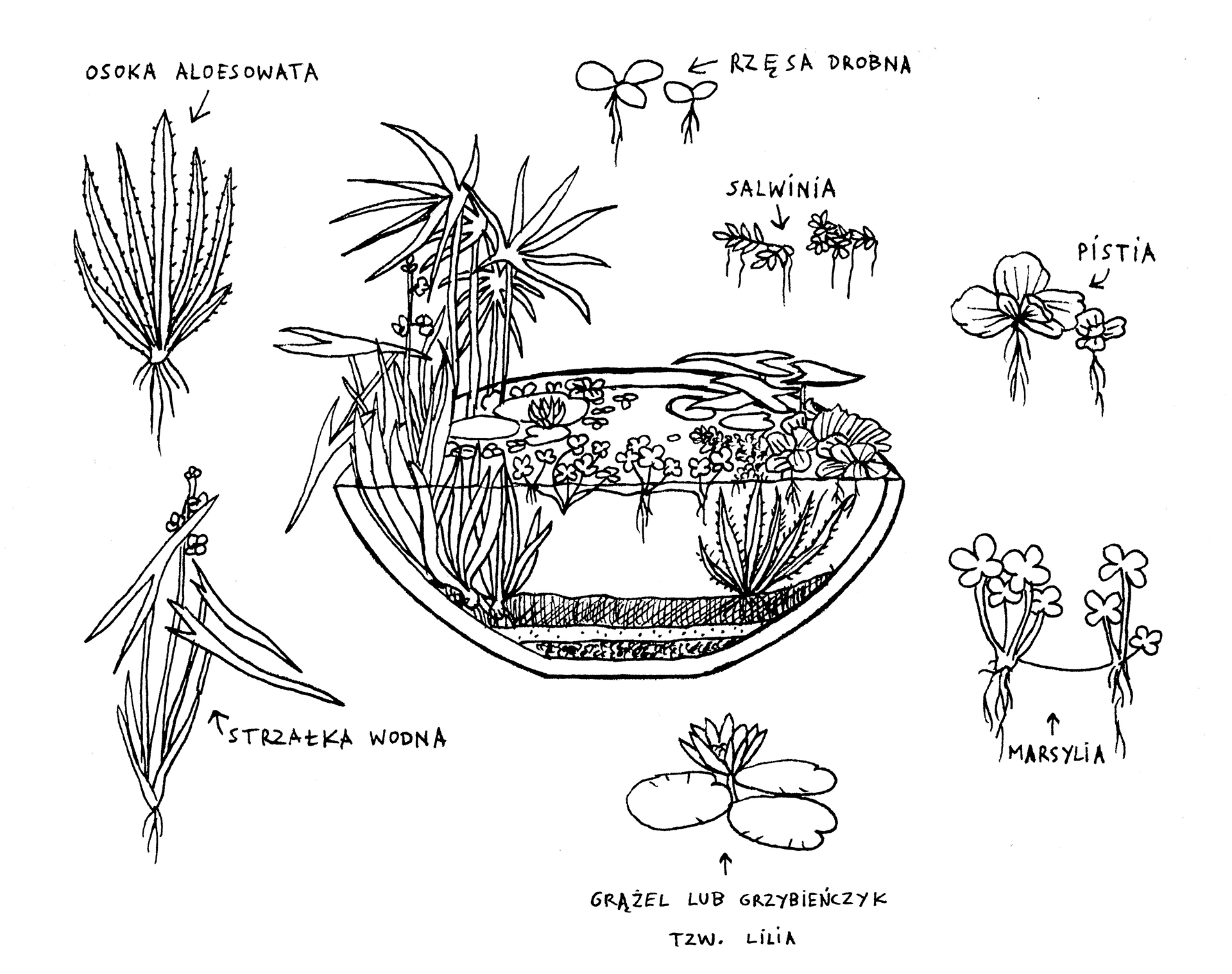 Przekrój donicy hydrobotanicznej wraz z opisami znajdującymi się w niej roślin wodnych, takich jak marsylia, grążel lub grzybieńczyk (tzw. lilia), strzałka wodna, osoka aloesowata, rzęsa drobna, salwinia i pistia
