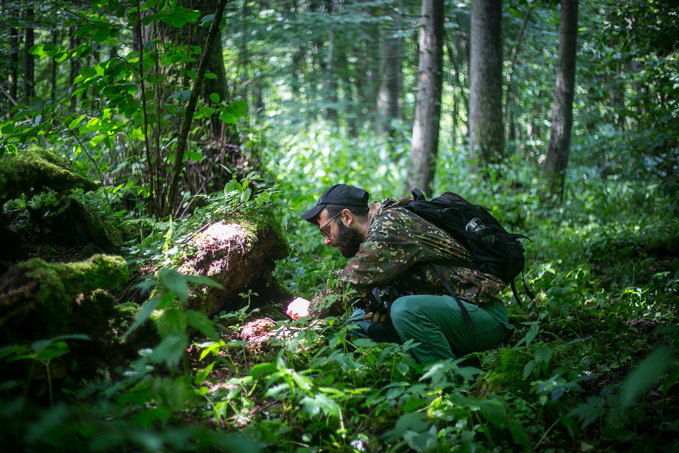Edukator przyrodniczy Stanisław Łubieński pochyla się nad zmurszałym pniem i ogląda coś bacznie. Znajduje się w zielonym lesie.