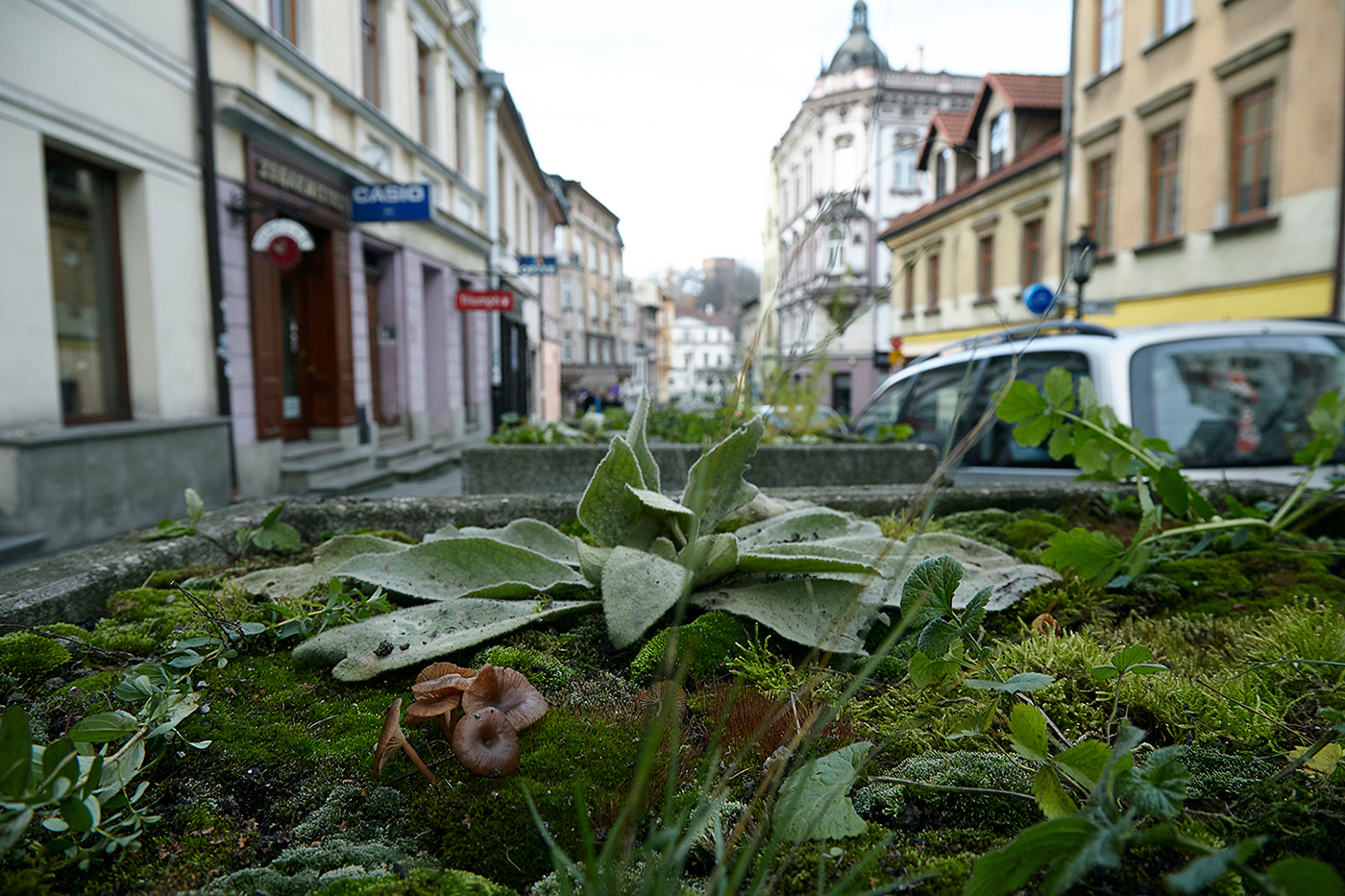 Rośliny rosną w donicy przy ulicy wśród miejskiej zabudowy.