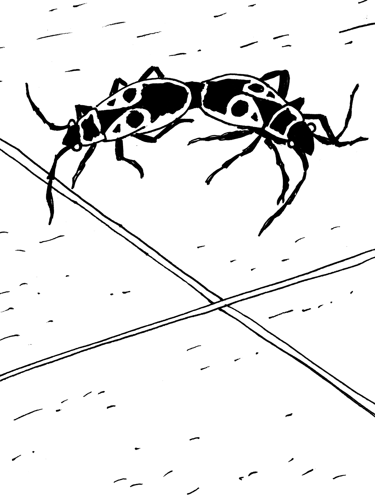 Dwa owady złączone odwłokami siedzące na płycie chodnikowej