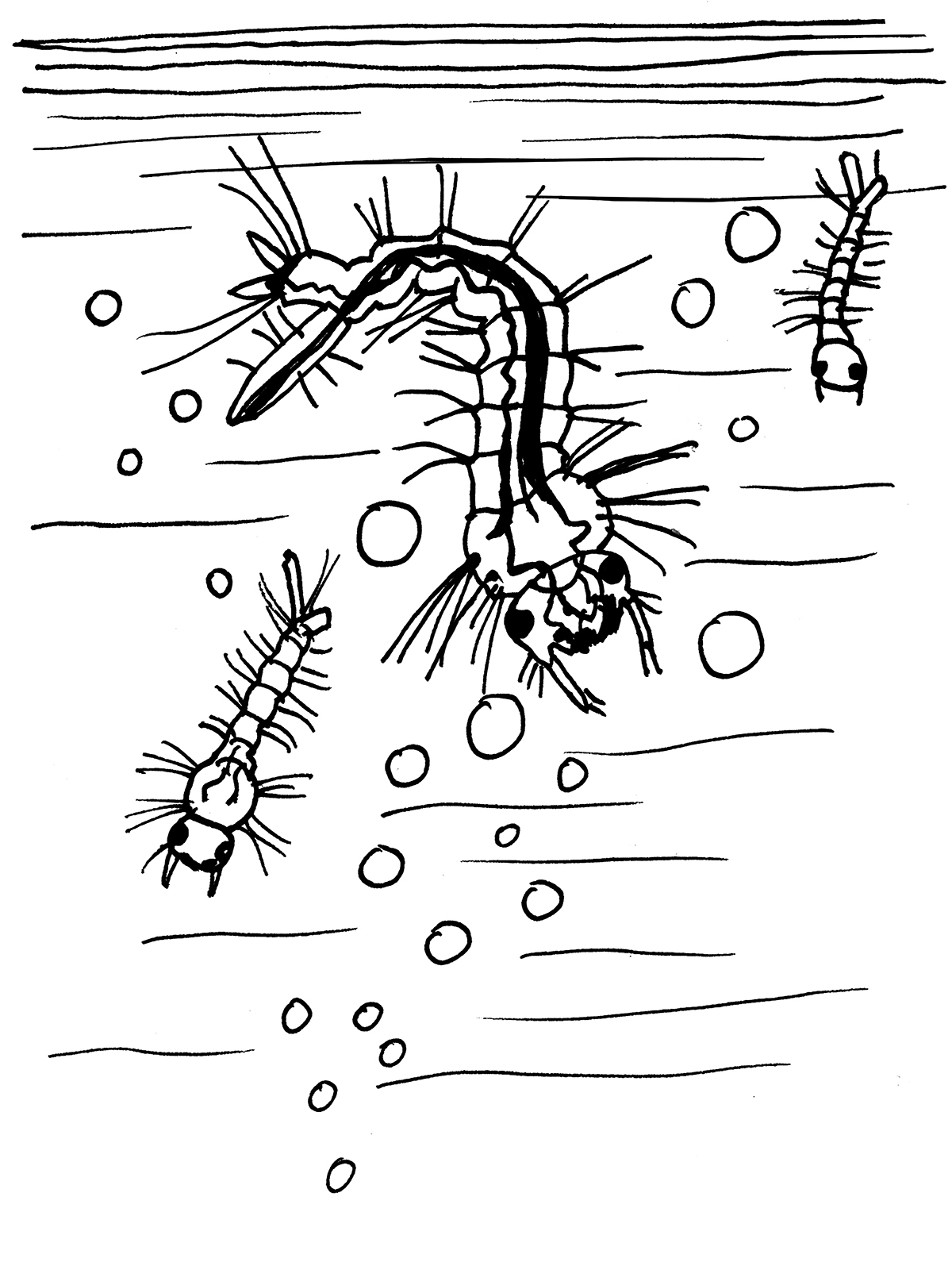 Trzy wodne organizmy ze szczękami, wydłużonymi wieloczłonowymi korpusami i licznymi odnóżami unoszą się w toni wśród bąbelków.