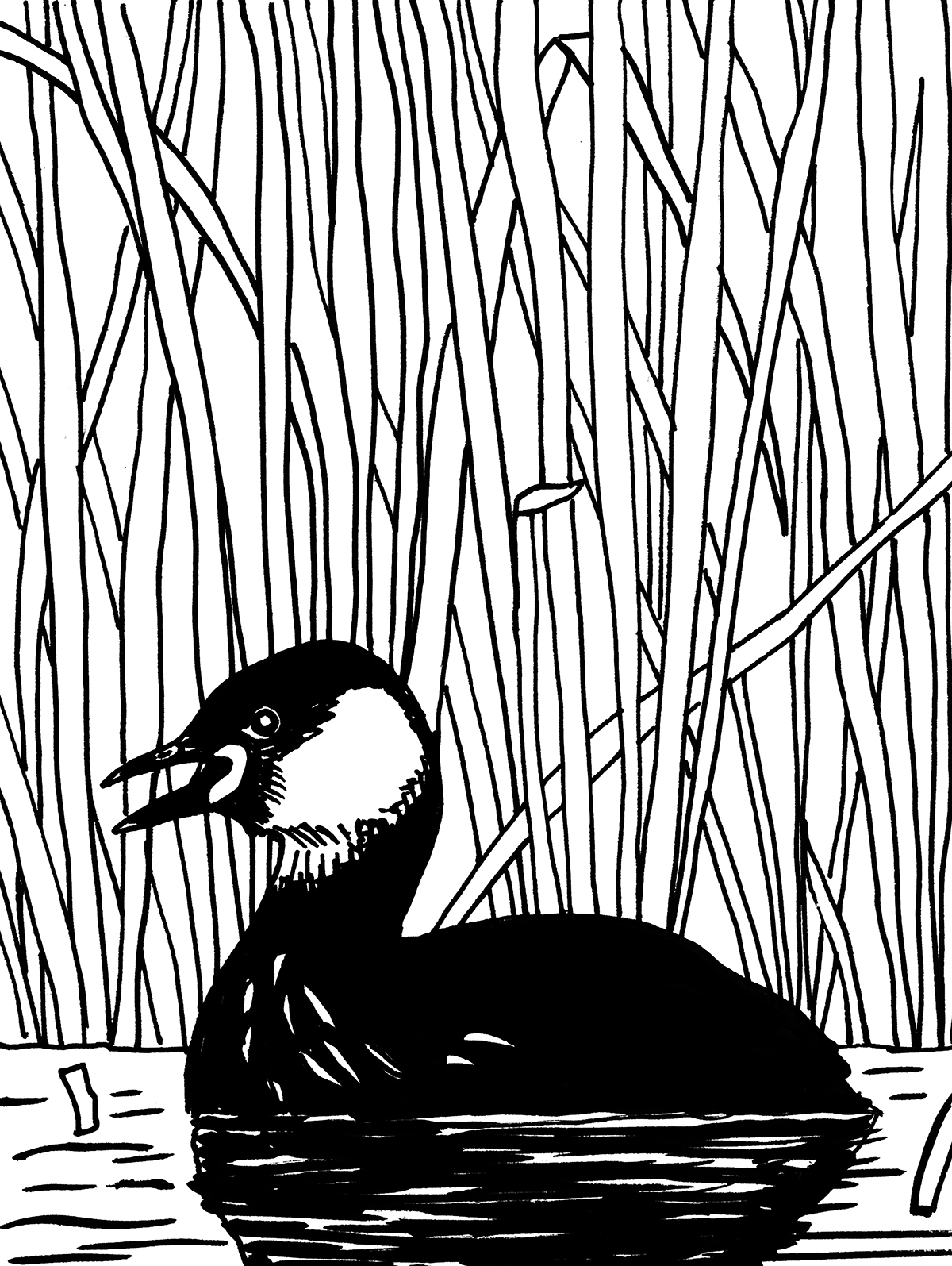 Ptak o ciemnym umaszczeniu z jasną plamą z boku głowy i otwartym dziobem, unosi się na wodzie na tle wysokich trzcin.