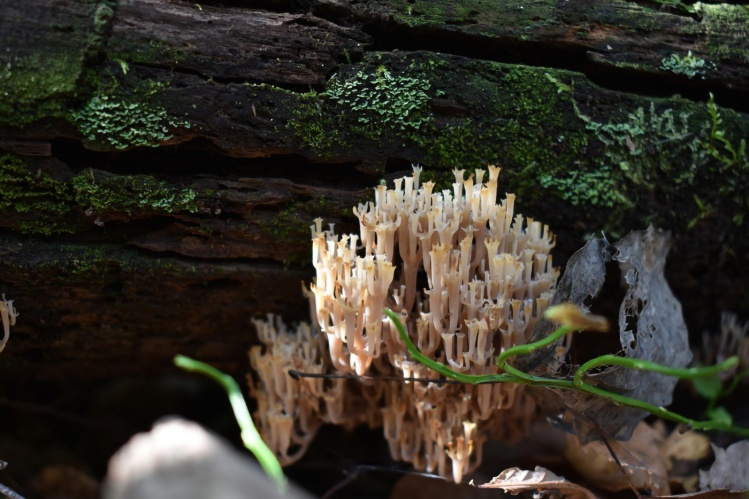 Artomyces pyxidatus Świecznik Rozgałęziony, 9.10.2021, Anin, piękny grzyb