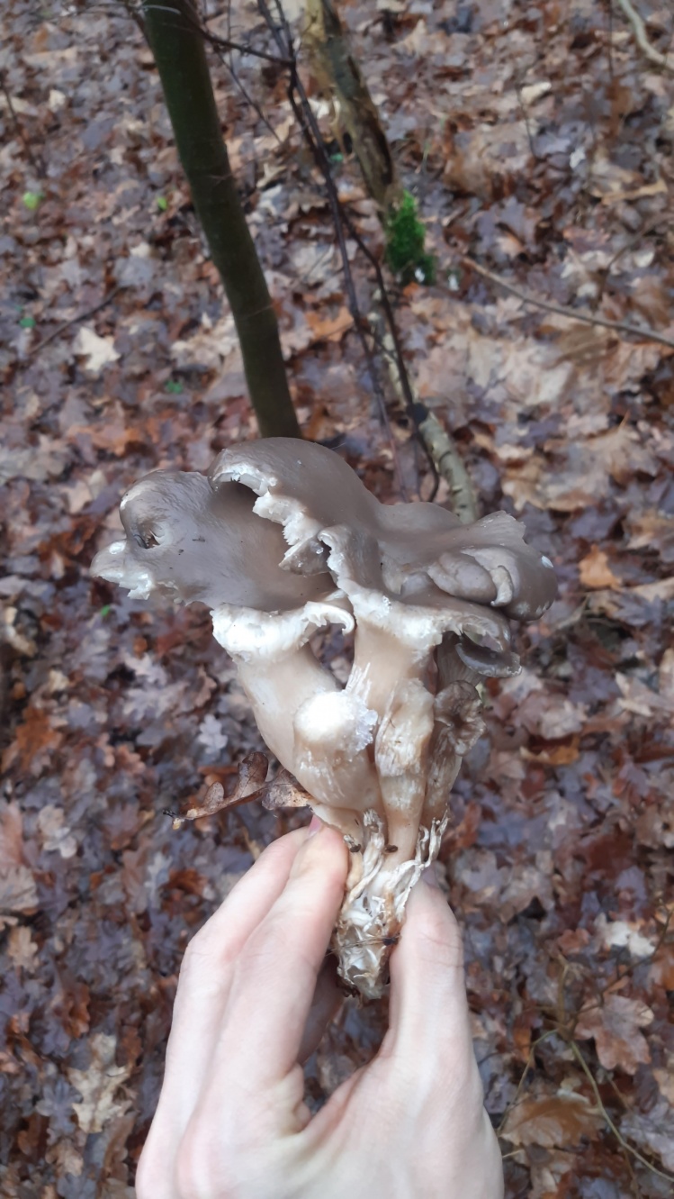 Pleurotus ostreatus Oyster Mushroom, 31.12.2021, Anin, boczniaki to pyszne grzyby, które
można spotkać w lesie nawet w środku zimy, te stare okazy zaobserwowane ostatniego dnia
w roku. Stare i zmęczone jak odchodzący rok 2021.