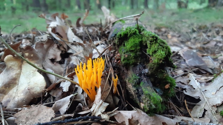 Calocera viscosa – pięknoróg największy – 8.08.2021 - Anin, po prostu piękny!