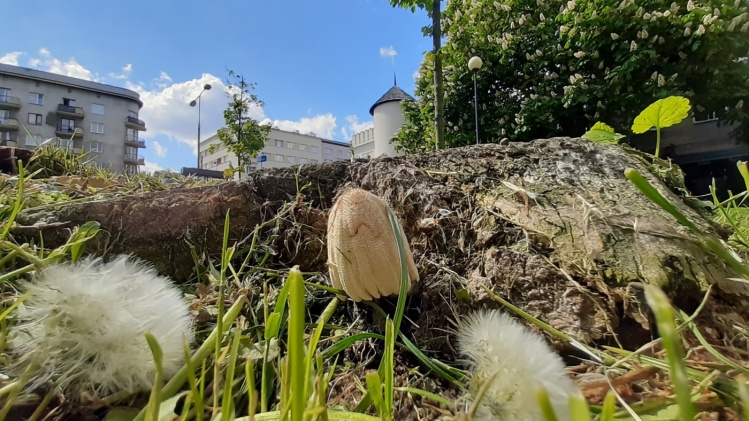 Coprinellus czernidłak - 20.05.2021 - Mokotów przy parku Morskie Oko, wiosna, kwitnący
kasztanowiec w tle, grzyb w centrum Mokotowa.