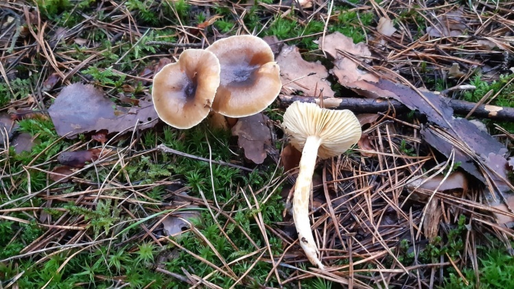 Hygrophorus hypothejus wodnicha późna 25.12.2020, Falenica, grzyb zaobserwowany w
Boże Narodzenie, w trakcie spaceru po świątecznym obiedzie w domu rodzinnym. Grzyb
jadalny, chociaż nie próbowałem.