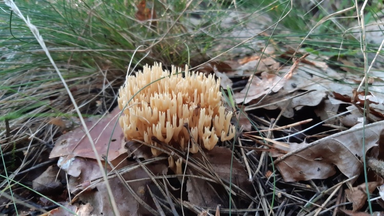 Ramaria sp. koralówka – 8.08.2021 – Anin – te grzyby przypominające swoim kształtem
koralowce zawsze przyciągają moją uwagę.