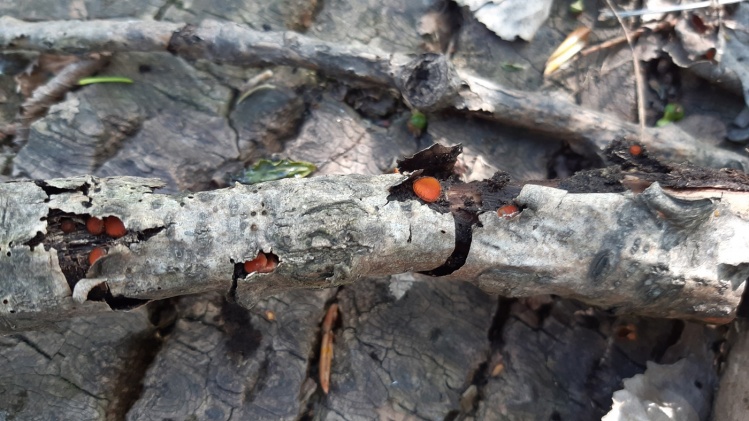 Scutellinia sp. włośniczka, 15.05.2021, Zakole Wawerskie, ten tajemniczy grzyb z typu
workowce rośnie w wilgotnych miejscach, małe czerwone owocniki otoczone są włoskami,
przez co całość przypomina trochę oko. Kolejny okaz z Zakola.