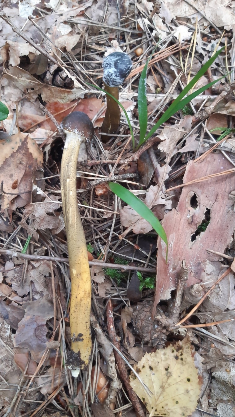 Tolypocladium capitatum maczużnik główkowaty, 16.09.2021, Anin, Jest pasożytem
podziemnych owocników jeleniaków (Elaphomyces). W Polsce gatunek rzadki. Znajduje się
na Czerwonej liście roślin i grzybów Polski.