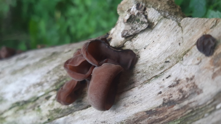 Auricularia auricula-judae Uszak Bzowy, 29.05.2022, Las Bielański, zaobserwowany w
czasie spaceru mykologicznego po Lesie Bielańskim