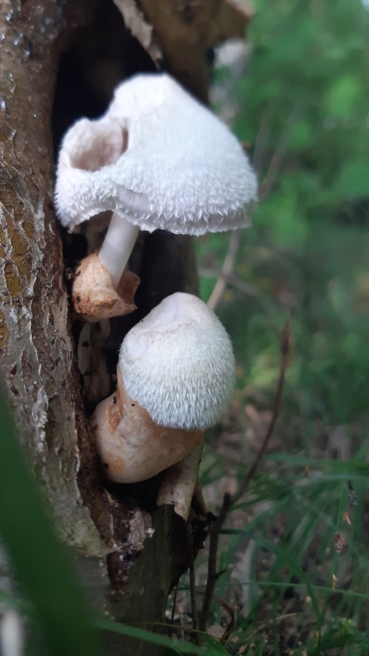 Volvariella bombycina Pochwiak Jedwabnikowy, 15.08.2022, las między Rembertowem i
Marysinem Wawerskim, straszy owocnik trochę nadgryziony przez ślimaka, pomimo to
pięknie się prezentuje, na tym zdjęciu dobrze widoczna pochwa, z której wyrastają owocniki,
zaobserwowane pod koniec spaceru z przyjacielem, dobrze pamiętam ten moment już
mieliśmy wychodzić z lasu a tu jeszcze taka niespodzianka!