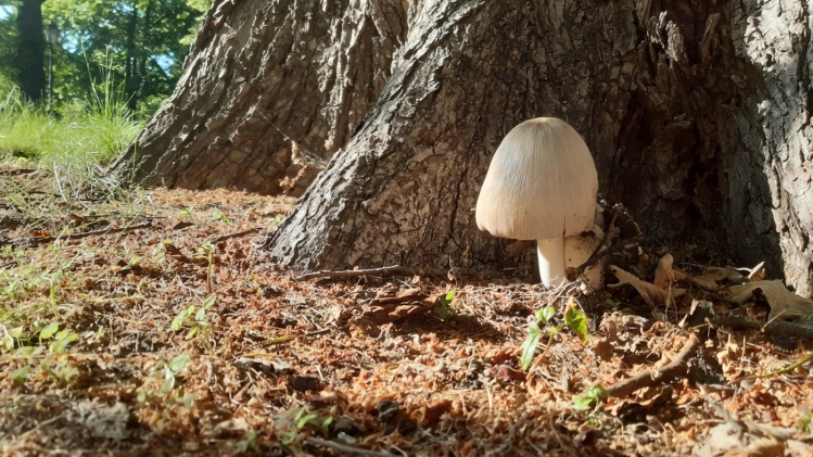 Volvariella bombycina Pochwiak Jedwabnikowy, 14.06.2021, Ujazdów - przy wejściu do
Ogrodu Botanicznego - ten piękny grzyb witał mnie przez kilka dni w bramie Ogrodu
Botanicznego, w którym w tym czasie robiłem swoje badania do pracy licencjackiej.