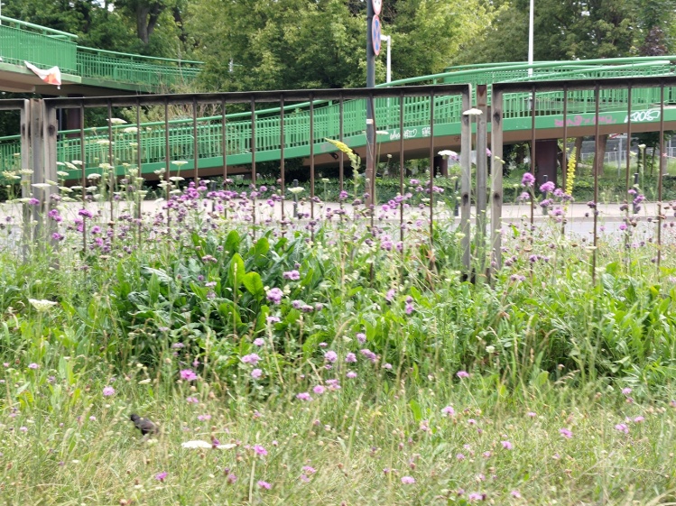 ul. Wawelska, pas zieleni przyulicznej